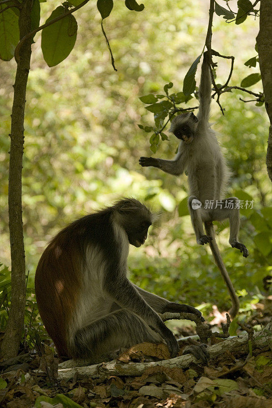 在坦桑尼亚桑给巴尔的Jozani森林保护区，Kirk的红疣猴(Procolobus kirkii)正在撒尿